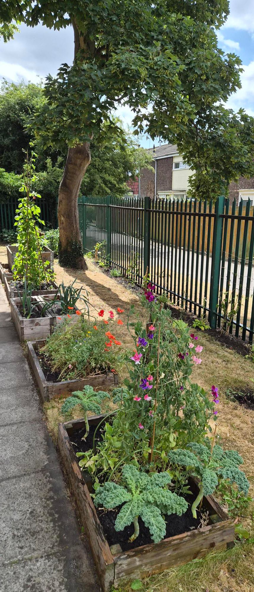 flower boxes at sutton manor surgery
